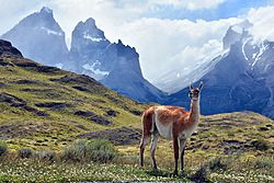 Guanaco Patagonico.jpg