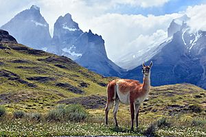 Archivo:Guanaco Patagonico
