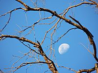 Archivo:Half moon and tree branches 7th Brigade Park Chermside P1420781