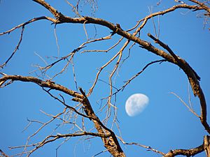 Archivo:Half moon and tree branches 7th Brigade Park Chermside P1420781
