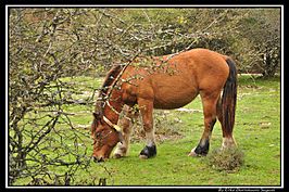 Heavy horse, Venta de Urbasa, Navarre, Espagne.jpg