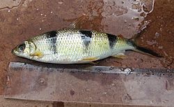 Hemiodus vorderwinkleri.jpg