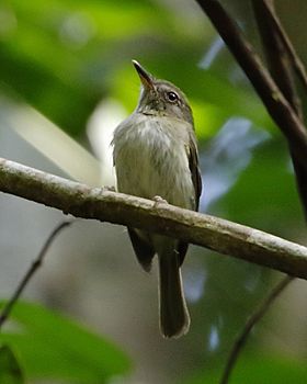 Hemitriccus minor - Snethlage's tody-tyrant.JPG