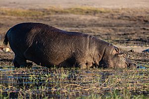 Archivo:Hipopótamo (Hippopotamus amphibius), parque nacional de Chobe, Botsuana, 2018-07-28, DD 83