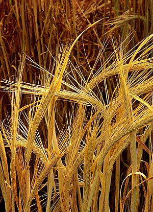 Archivo:Hordeum-barley