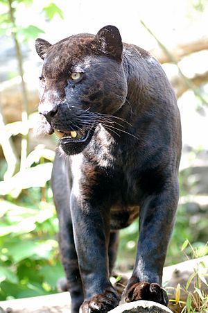Archivo:Jaguar-schwarzer-panther-zoologie.de-nk0005
