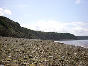 Archivo:Joggins Fossil Cliffs