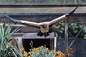 Archivo:King vulture flying