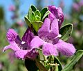 Leucophyllum frutescens Green Cloud
