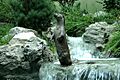 Loutre des pyrenees ossau 2002