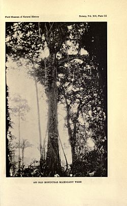 Archivo:Mahogany Tree