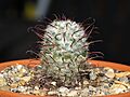Mammillaria perezdelarosae 4