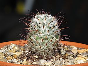 Archivo:Mammillaria perezdelarosae 4