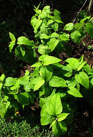 Archivo:Melanthera fauriei (5490620181)