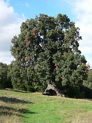 Archivo:Mendaza, Navarra Spanien-Steineiche