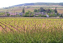 Meursault,Burgundy.jpg