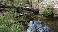Mexican creek
