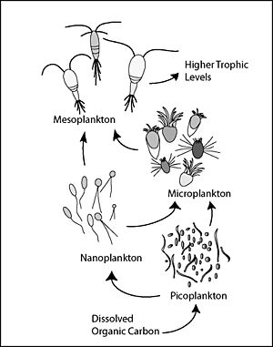 Archivo:Microbial Loop