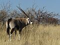 Oryx gazella (Okevi)