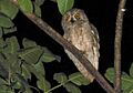 Otus socotranus (cropped)