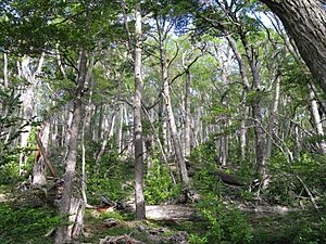 Archivo:Parc national de terre de feu
