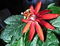 Passiflora vitifolia flower