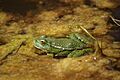 Pelophylax perezi Ulia