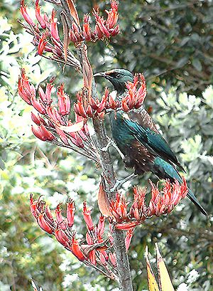 Archivo:Phormiumtenaxflowertui