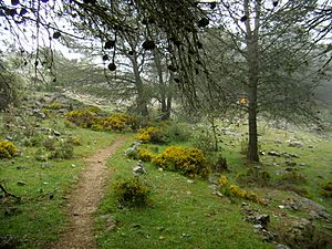 Archivo:Pinar en Alfarnate