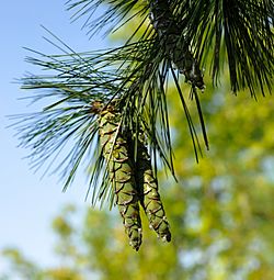 Archivo:Pinus strobus cones Maryland 1
