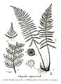 Polystichum sethypherun Forssk