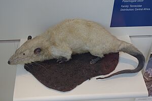 Archivo:Potamogale velox