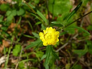 Archivo:Ranunculus californicus in Sunol Regional Wilderness