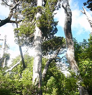Archivo:Reserva Nacional Llanquihue - Chile - Alerce Gigante