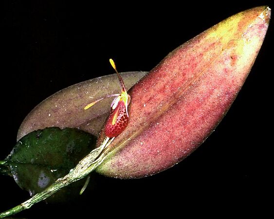 Restrepia muscifera Orchi 01