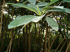 Archivo:Rhizophora mangle BotGardBln1105RootsLeaves