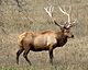 Rocky Mountain Bull Elk.jpg