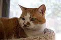 Ruby-HighCompression-Tiny