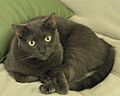 Sable Bombay Cat Rosie
