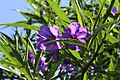 Solanum aviculare pm