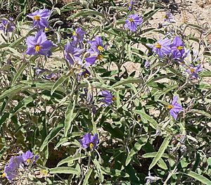 Archivo:Solanum elaeagnifolium 3