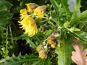 Archivo:Sonchus congestus flowers