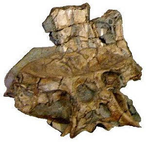 Archivo:Spinosaurid pelvis specimen MN 4819-V