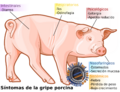 Swine influenza symptoms on swine-es