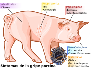 Archivo:Swine influenza symptoms on swine-es