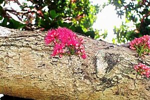 Archivo:Syzygium moorei - flowers close up