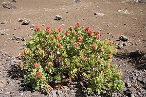 Archivo:Tinajo - Montaña Colorada - Rumex lunaria 02 ies