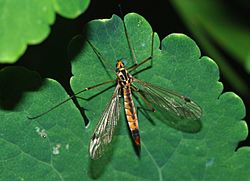 Tipulidae April 2008-2.jpg