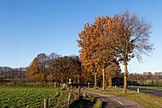 Tussen Berg en Dal en Groesbeek, bomen aan de Zevenheuvelenweg bij de Rode Loper IMG 2995 2019-11-30 14.27