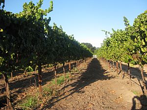 Archivo:UC Davis grape vines in Sonoma